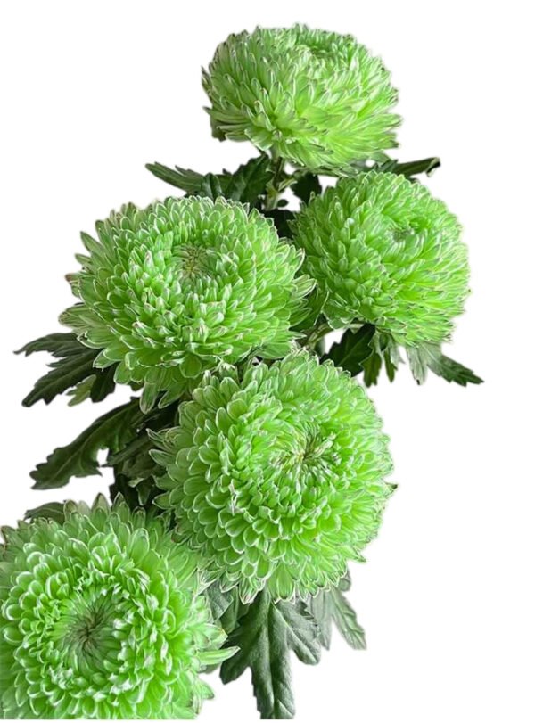 Fresh Cut Chrysanthemum Pink Peony Chrysanthemum Wholesale Yunnan Wedding Bouquet Filler Flowers