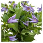Fresh Cut Clematis A Grade Long Vase Life Clematis Cut Flowers Wholesale Cold Chain Export