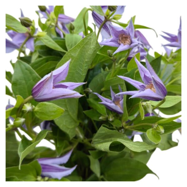 Fresh Cut Clematis A Grade Long Vase Life Clematis Cut Flowers Wholesale Cold Chain Export