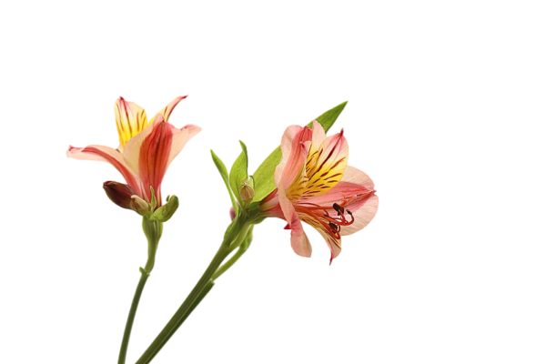 Fresh Cut Alstroemeria Filler Flowers Decorative Wholesale Cold Chain Supply from Yunnan Kunming
