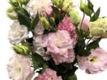 Premium Fresh Cut  Lisianthus Pink Eustoma Wholesale Yunnan For Wedding Bouquets