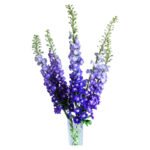 Fresh Cut Delphinium Filler Flowers Decorative Wholesale Cold Chain Supply from Yunnan Kunming