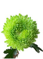 Fresh Cut Chrysanthemum Pink Peony Chrysanthemum Wholesale Yunnan Wedding Bouquet Filler Flowers