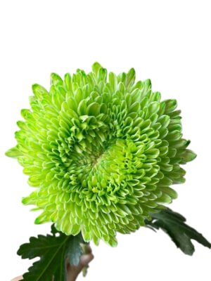 Fresh Cut Chrysanthemum Green Peony Chrysanthemum Wholesale Yunnan Wedding Bouquet Filler Flowers