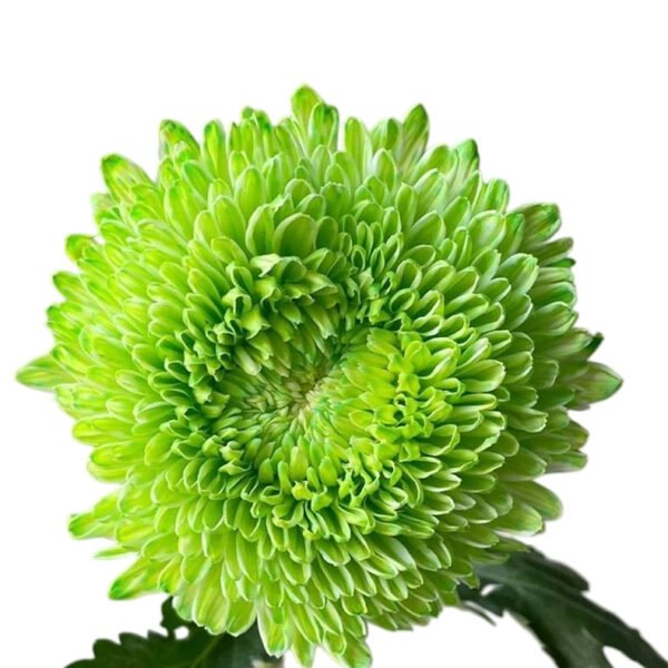 Fresh Cut Chrysanthemum Green Peony Chrysanthemum Wholesale Yunnan Wedding Bouquet Filler Flowers