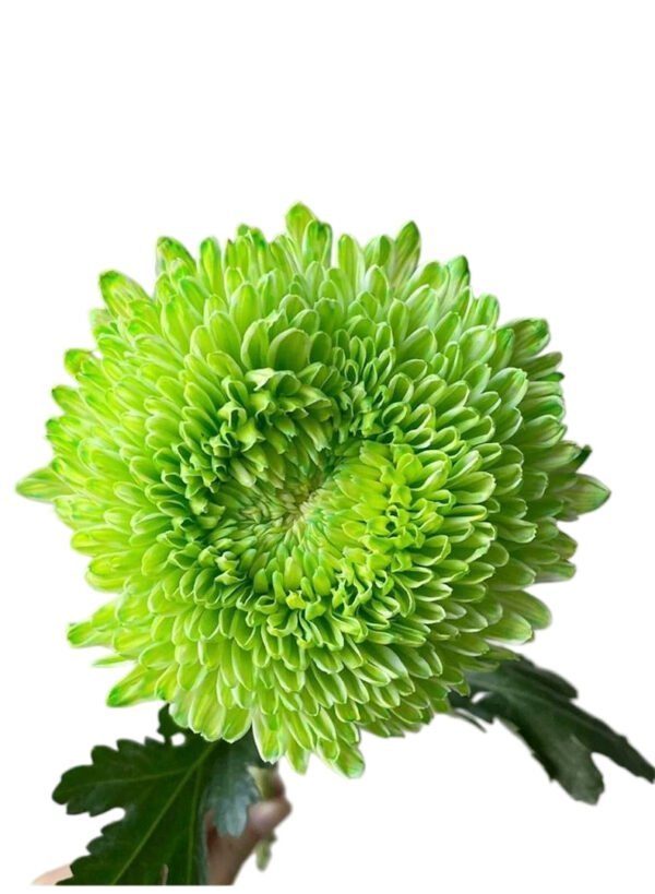 Fresh Cut Chrysanthemum Pink Peony Chrysanthemum Wholesale Yunnan Wedding Bouquet Filler Flowers