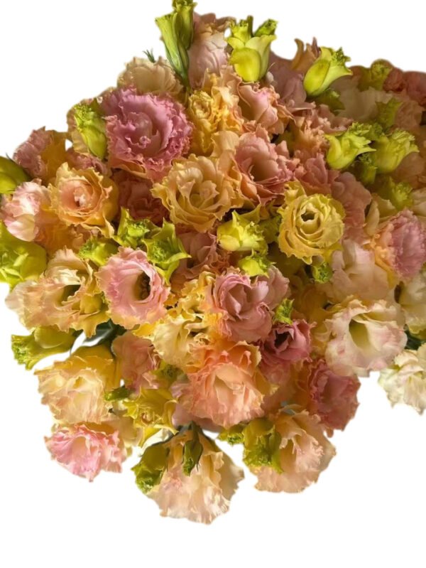 Premium Fresh Cut  Lisianthus Champagne Eustoma Wholesale Yunnan For Wedding Bouquets