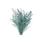 Fresh Cut Statice Limonium A Grade Filler Flowers Wholesale from Yunnan Kunming Cold Chain Export