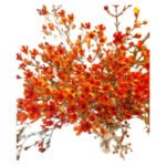 Premium Fresh Cut Wintersweet  A Grade Wax Flowers Wholesale from Yunnan Kunming Cold Chain Export