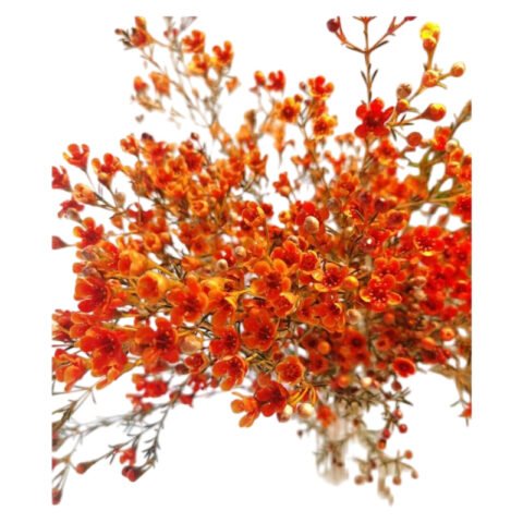 Premium Fresh Cut Wintersweet  A Grade Wax Flowers Wholesale from Yunnan Kunming Cold Chain Export