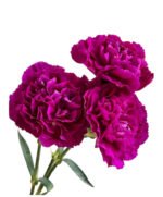 Fresh Cut Carnations Violet Purple Dianthus Supplier China Yunnan Bulk Export For Overseas Flower Importers