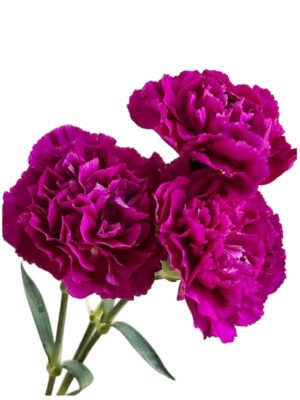 Fresh Cut Carnations Violet Purple Dianthus Supplier China Yunnan Bulk Export For Overseas Flower Importers