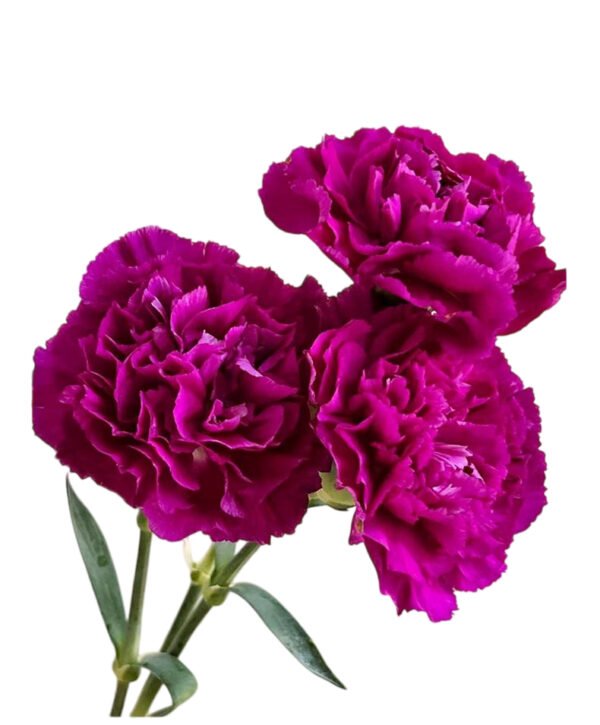 Fresh Cut Carnations Violet Purple Dianthus Supplier China Yunnan Bulk Export For Overseas Flower Importers