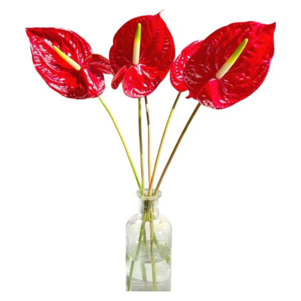 Fresh Cut Anthurium Flamingo Flower Anthurium Andraeanum A Grade Long Vase Life Tropical Cut Flowers Wholesale Cold Chain Export