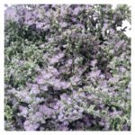 Fresh Cut Statice Limonium A Grade Filler Flowers Wholesale from Yunnan Kunming Cold Chain Export