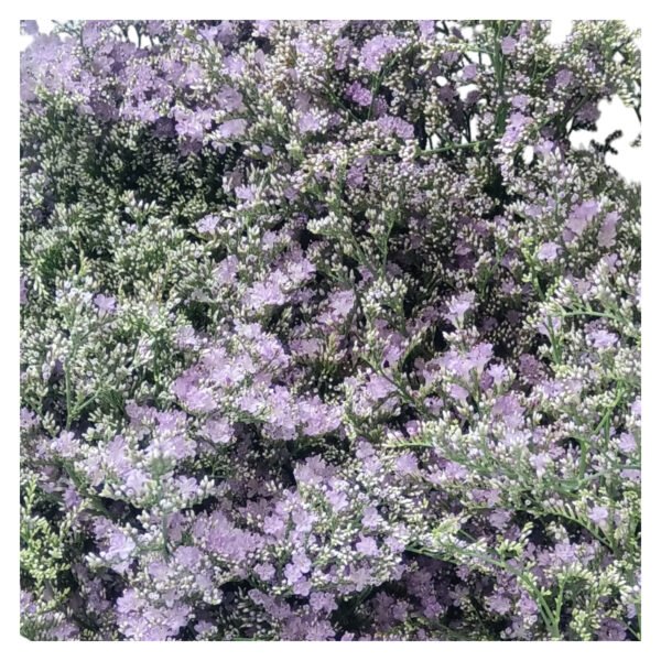Fresh Cut Statice Limonium A Grade Filler Flowers Wholesale from Yunnan Kunming Cold Chain Export