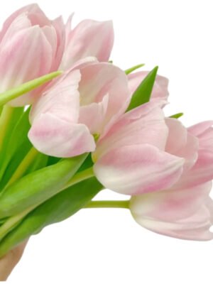 Fresh Cut Tulips A Grade Long Stem Cut Flowers Wholesale Cold Chain Export Globally