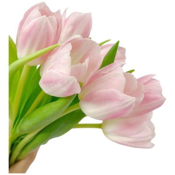 Fresh Cut Tulips A Grade Long Stem Cut Flowers Wholesale Cold Chain Export Globally