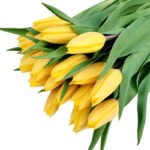Fresh Cut Tulips A Grade Long Stem Cut Flowers Wholesale Cold Chain Export Globally