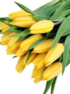 Fresh Cut Tulips A Grade Long Stem Cut Flowers Wholesale Cold Chain Export Globally