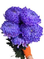 Fresh Cut Chrysanthemum Pink Peony Chrysanthemum Wholesale Yunnan Wedding Bouquet Filler Flowers