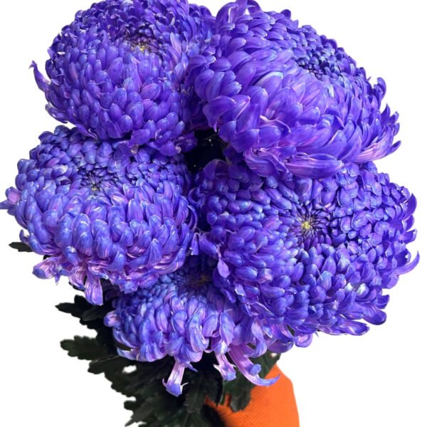 Fresh Cut Chrysanthemum Purple Peony Chrysanthemum Wholesale Yunnan Wedding Bouquet Filler Flowers