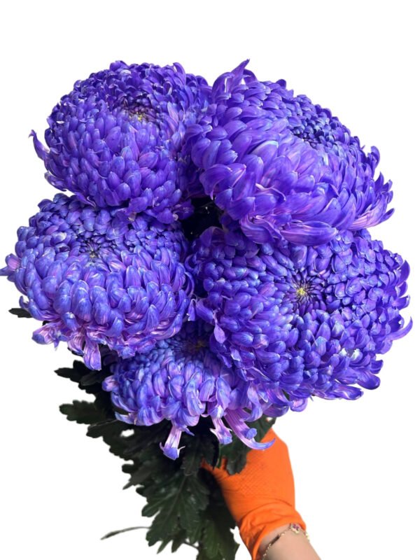 Fresh Cut Chrysanthemum Pink Peony Chrysanthemum Wholesale Yunnan Wedding Bouquet Filler Flowers