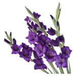 Fresh Cut Gladiolus A Grade Long Stem Cut Flowers Wholesale Cold Chain Export Globally
