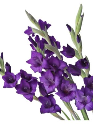 2a7bf00ba6e3d239e7dc97bf73e39717