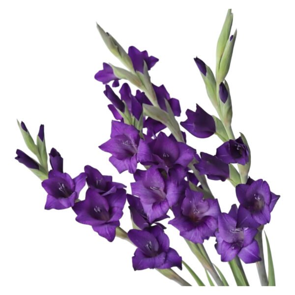 Fresh Cut Gladiolus A Grade Long Stem Cut Flowers Wholesale Cold Chain Export Globally