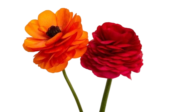 Fresh Cut Ranunculus Filler Flowers Decorative Wholesale Cold Chain Supply from Yunnan Kunming