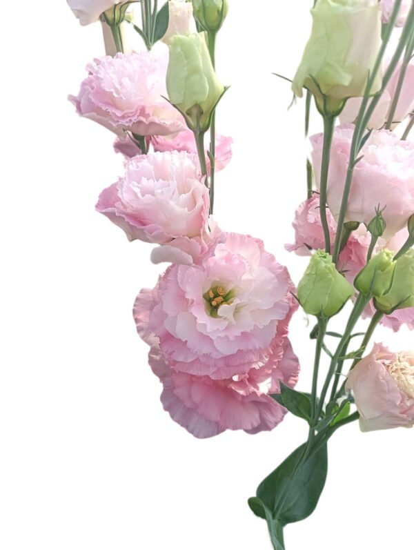 Premium Fresh Cut  Lisianthus Pink Eustoma Wholesale Yunnan For Wedding Bouquets