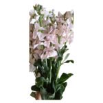 Fresh Cut Matthiola Stock A Grade Long Stem Cut Flowers Wholesale Cold Chain Export Globally