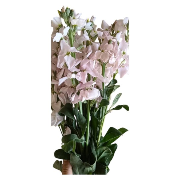 Fresh Cut Matthiola Stock A Grade Long Stem Cut Flowers Wholesale Cold Chain Export Globally