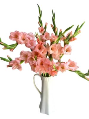 Fresh Cut Gladiolus A Grade Long Stem Cut Flowers Wholesale Cold Chain Export Globally