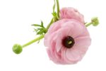 Fresh Cut Ranunculus Filler Flowers Decorative Wholesale Cold Chain Supply from Yunnan Kunming