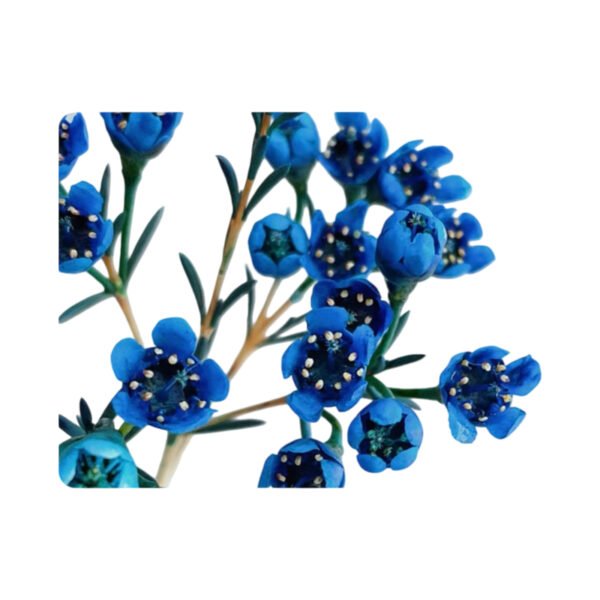 Premium Fresh Cut Wintersweet  A Grade Wax Flowers Wholesale from Yunnan Kunming Cold Chain Export