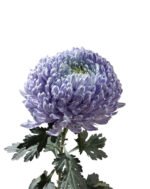 Fresh Cut Chrysanthemum Pink Peony Chrysanthemum Wholesale Yunnan Wedding Bouquet Filler Flowers