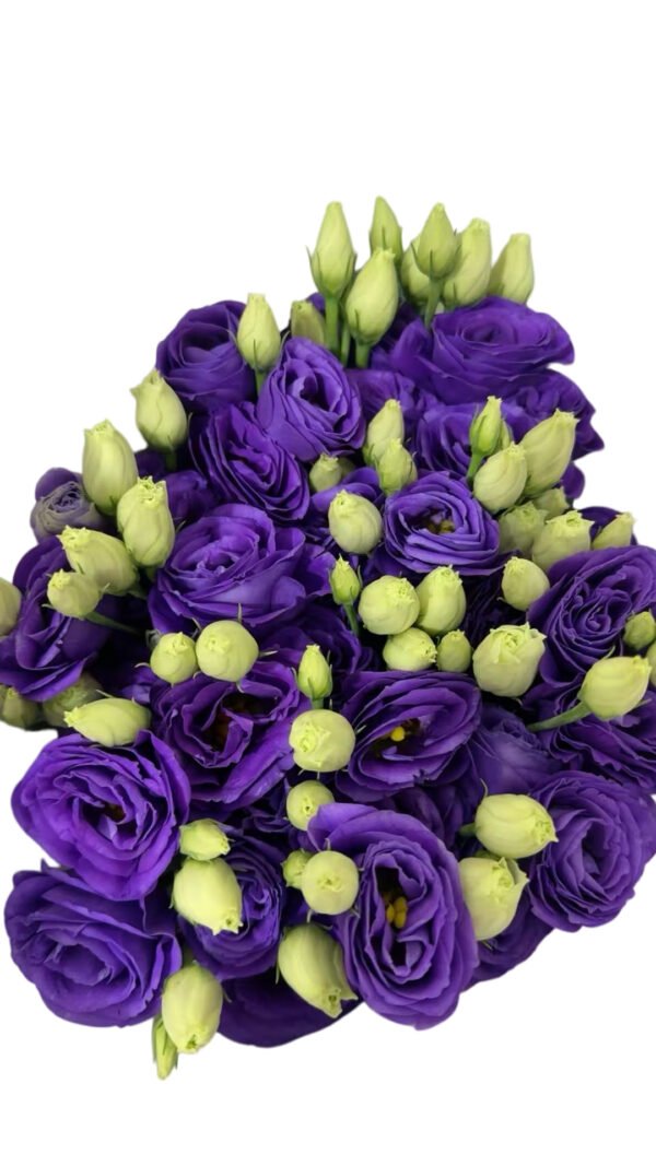 Premium Fresh Cut  Lisianthus Purple Eustoma Wholesale Yunnan For Wedding Bouquets