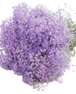 Premium Fresh Cut Gypsophila Baby’s Breath Wholesale Yunnan Universal Wedding Bouquet Filler