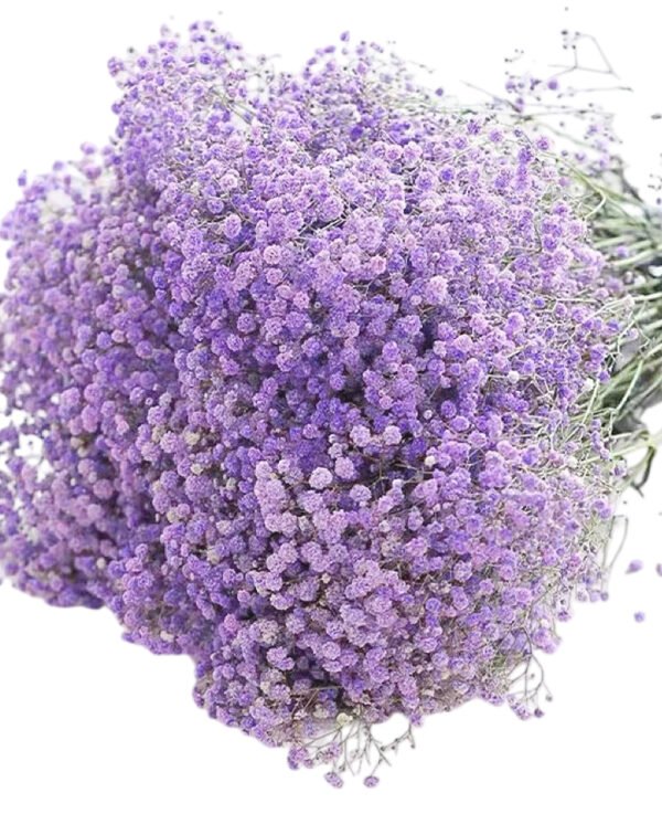 Premium Fresh Cut Gypsophila Baby’s Breath Wholesale Yunnan Universal Wedding Bouquet Filler