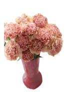 Fresh Cut Carnations Vintage Pink Dianthus Supplier China Yunnan Bulk Export For Overseas Flower Importers (复制)