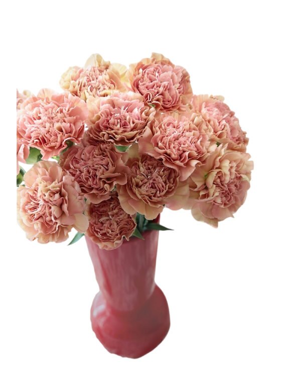 Fresh Cut Carnations Vintage Pink Dianthus Supplier China Yunnan Bulk Export For Overseas Flower Importers (复制)