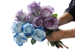 Fresh Cut Painted Roses Flowers Decorative Wholesale Cold Chain Supply from Yunnan Kunming