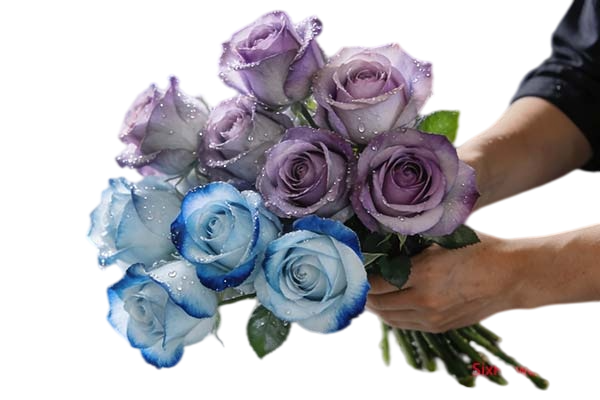 Fresh Cut Painted Roses Flowers Decorative Wholesale Cold Chain Supply from Yunnan Kunming