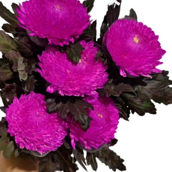 Fresh Cut Chrysanthemum Pink Peony Chrysanthemum Wholesale Yunnan Wedding Bouquet Filler Flowers