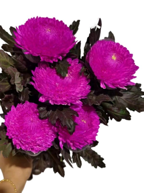 Fresh Cut Chrysanthemum Pink Peony Chrysanthemum Wholesale Yunnan Wedding Bouquet Filler Flowers