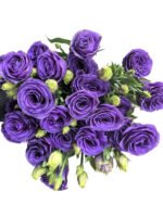 Premium Fresh Cut  Lisianthus Purple Eustoma Wholesale Yunnan For Wedding Bouquets