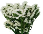 Fresh Cut Statice Limonium Forget Me Not A Grade Filler Flowers Wholesale from Yunnan Kunming Cold Chain Export