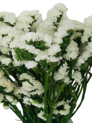Fresh Cut Statice Limonium Forget Me Not A Grade Filler Flowers Wholesale from Yunnan Kunming Cold Chain Export